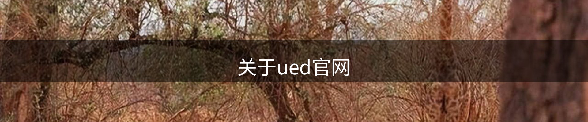 关于ued官网